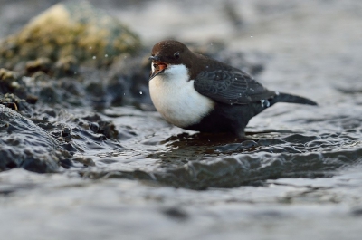 Zwartbuik Waterspreeuw, al vaal langs zien komen wat opnamen betreft, weersvoorspellingen in de gaten gehouden om dan met de trein naar Warnsveld af te reizen in de hoop dat ie er nog zit. Een opname waarbij hij een Zoetwater Vlokreeft naar binnen gooit, een opname die men wat minder tegen zal komen.