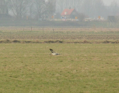 Een van de drie blauwe kieken die op een akker jaagden.