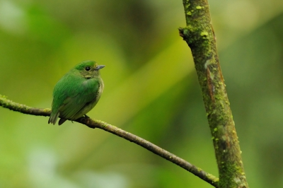 <i class='fa fa-user'></i>&nbsp;Rick Robaard&nbsp;|   Blauwkruinmanakin&nbsp; <i class='fa fa-eye'>&nbsp;288</i> &nbsp; <i class='fa fa-comment-o'>&nbsp;4</i>