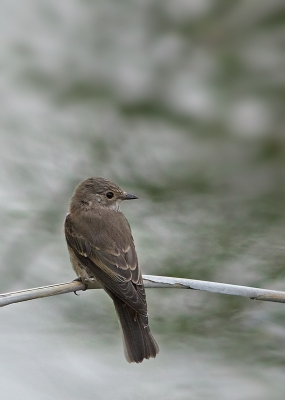 Bij het uitzoeken van mijn foto's van de Brenne "vond" ik gisteren een nog voor mij onbekende vogel. Gelukkig is er hulp om dit soort op naam te brengen. Ik kende alleen de bonte vliegenvanger.