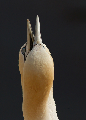 Wat is dat een belevenis als je deze soort van dichtbij kunt bewonderen en fotograferen.