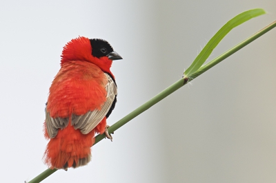 Voorlopig even mijn laatset upload. Ik wil deze prachtige metamorfose jullie niet onthouden. Op zijn vleugels na is echt alles anders aan deze vogel in zijn broedkleed. Oranje boven.