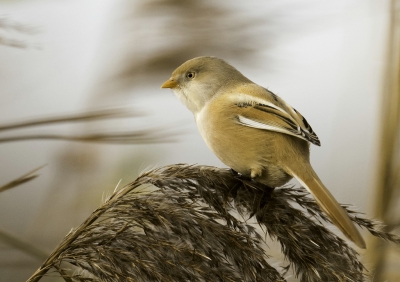 Wind veel wind, haast geen baardman te zien, wel te horen. We besloten naar huis te gaan, maar toch nog een mooi moment in de luwte van de bomen en het dijkje kwamen de baardmannen toch nog een beetje omhoog in het riet.