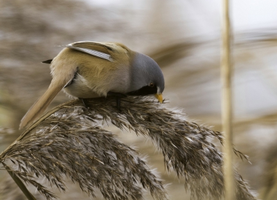 Wind veel wind, haast geen baardman te zien, wel te horen. We besloten naar huis te gaan, maar toch nog een mooi moment in de luwte van de bomen en het dijkje kwamen de baardmannen toch nog een beetje omhoog in het riet.