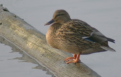 Vandaag een heerlijke dag gehad bij Starrevaart/Vlietland.
Daar maakte ik een foto van dit leuk wilde eendje. Geen bijzondere soort, maar ik wil de foto toch plaatsen omdat ik het leuk vond.
De foto heb ik gemaakt met de KM + Minolta 75-300 mm. lens.

Groetjes van Agnes