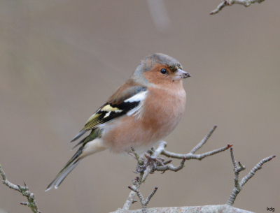 vink op de foto in de awd  zat tussen een groep andere vinken en ging mooi dichtbij zitten op de tak wel met wat feller licht