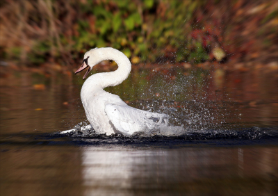 Deze zwaan wa zich aan het wassen en ging vreselijk tekeer, een beetje bij ge photoshopt en zie hier het resultaat !
Niet te lang naar kijken, anders wordt je draaierig !!