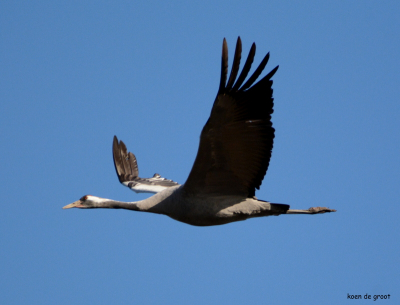 deze dag was ik naar diepholz gegaan het licht was wel wat fel maar er waren zeer veel kraanvogels aanwezig