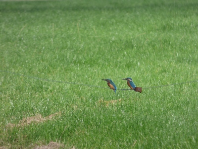 Twee ijsvogels, volgens mij jonge exemplaren gezien de geluidjes die ze maakten en de wat doffere uitstraling van de linker.