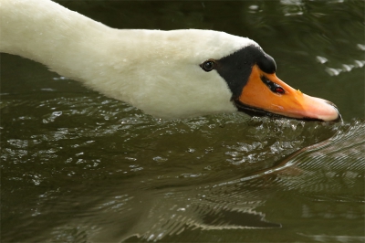 Zittend langs de sloot kon ik het wassen en poetsen gadeslaan van deze zwaan.
Hij trok zich niets van mij aan maar hield me wel in de gaten.Ik vond deze wel mooi om te laten zien.