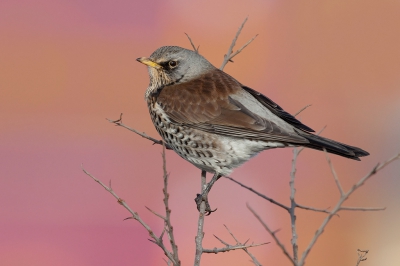 <i class='fa fa-user'></i>&nbsp;De Ruwe Filip&nbsp;|   Kramsvogel&nbsp; <i class='fa fa-eye'>&nbsp;500</i> &nbsp;<i class='fa fa-thumbs-up'>&nbsp;9</i> &nbsp; <i class='fa fa-comment-o'>&nbsp;7</i>