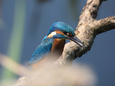 Ik fietste langs een vogelkijkhut en ben even naar binnen gegaan. Al vrij snel zag ik een ijsvogel die rond de hut aan het vissen was. Ineens was ik hem kwijt, bleek hij vlak voor de hut op een tak te zitten, snel een foto gemaakt en hij staat er nog op ook! :)