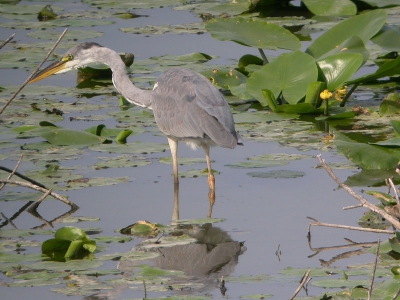 <i class='fa fa-user'></i> Paul Cools | Blauwe Reiger  <i class='fa fa-eye'> 224</i>  <i class='fa fa-thumbs-up'> 2</i>   <i class='fa fa-comment-o'> 0</i>