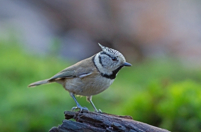 Het zijn zulke leuke vogeltjes die kuifmeesjes.
Af en toe zitten ze even stil.