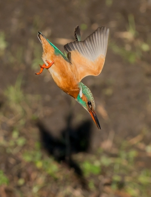 <i class='fa fa-user'></i>&nbsp;pietwil&nbsp;|   IJsvogel&nbsp; <i class='fa fa-eye'>&nbsp;546</i> &nbsp;<i class='fa fa-thumbs-up'>&nbsp;5</i> &nbsp; <i class='fa fa-comment-o'>&nbsp;9</i>