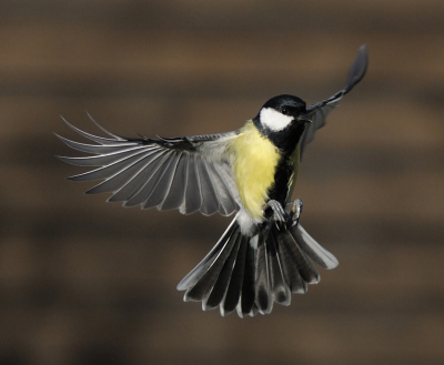 Snelle rakkers, die mezen, maar vandaag heb ik eindelijk een mooie vluchtfoto kunnen maken. Ik heb wel flink moeten croppen, dus de volgende opdracht voor mezelf is om nog zo'n foto te maken, waarbij minder croppen nodig is.