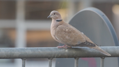 Deze Turkse tortel zie ik geregeld op ons balkon en vandaag maar eens geprobeerd om een opname te maken ( door dubbel glas )