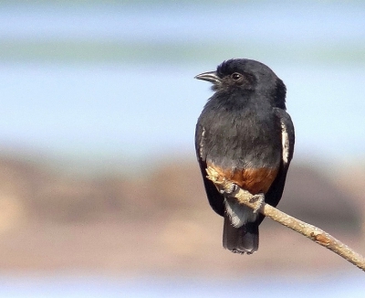 Tijdens mijn rondreis door het binnenland van Suriname zag ik dit bijzondere vogeltje.