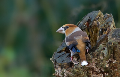 Vanuit mijn geleende tentje deze opname kunnen maken in mijn woonplaats. Dit in het kader van mijn project "Vogels in mijn wijk".