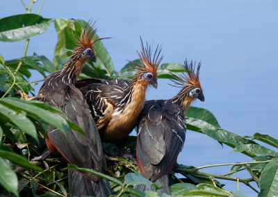 <i class='fa fa-user'></i>&nbsp;Kees de Jager&nbsp;|   Hoatzin&nbsp; <i class='fa fa-eye'>&nbsp;408</i> &nbsp;<i class='fa fa-thumbs-up'>&nbsp;3</i> &nbsp; <i class='fa fa-comment-o'>&nbsp;8</i>