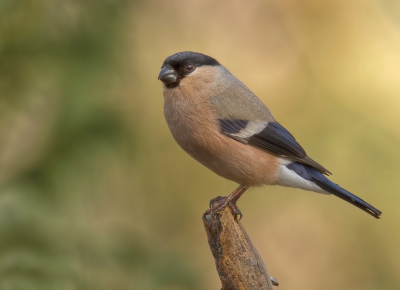 Dit goudvink wijfje zat in zeer mooi licht. Opeens zat ze daar, je hoort ze amper. 

Fraaie vogels zijn het toch. 

Grt. Jurgen.