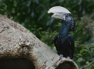 <i class='fa fa-user'></i>&nbsp;thijsglastra&nbsp;|   Zilveroorneushoornvogel&nbsp; <i class='fa fa-eye'>&nbsp;453</i> &nbsp;<i class='fa fa-thumbs-up'>&nbsp;4</i> &nbsp; <i class='fa fa-comment-o'>&nbsp;10</i>