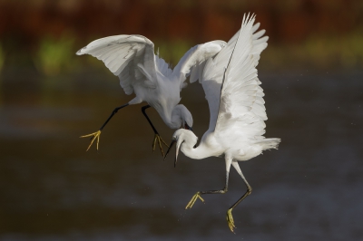 Concurrentie wordt niet geduld...Kleine Zilverreigers vechten voor het beste visplekje in de polders van Kruibeke.