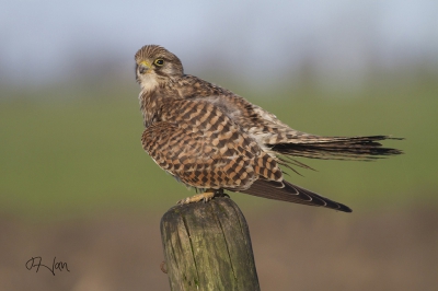 vandaag een bijzondere ontmoeting gehad met deze torenvalk, ben enorm geschrokken toen dit torenvalkje op 20 cm van mijn hoofd op het camouflagenet ging zitten waar zij wel 10 minuten bleef zitten, daarna vloog ze op het paaltje op 15 meter van mij vandaan, ongeveer 100 foto's kunnen maken, dus met een heerlijk gevoel weer naar huis gereden.