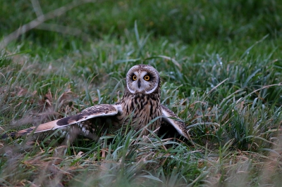 Piep.... waren zijn/haar laatste woorden. (van de muis dan!) 
Altijd fijn als je eigen keuze zo uitpakt. Ergens langs de betreffende weg gaan staan (en dus niet heen en weer blijven rijden of uitstappen) en gewoon wachten. Dit tot een van de uilen langskomt en in dit geval een wenteling maakt en neer ploft, mantelend over zijn geslagen muis poseert. Heerlijk!