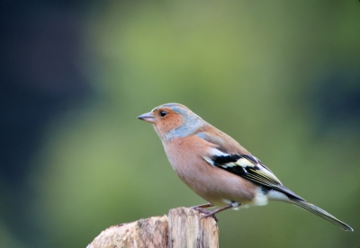 Sinds kort komen er vinken in mijn tuin. Gewoonlijk scharrelen ze wat over de grond, maar deze ging even op een stronk zitten