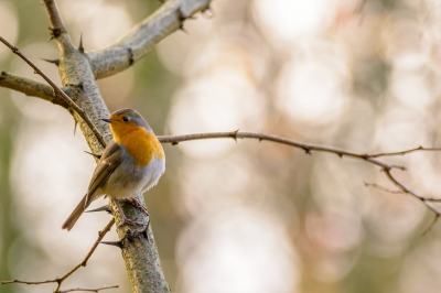 Het blijven leuke vogeltjes om te fotograferen. Vooral omdat ze niet te beroerd zijn om af en toe even te poseren.