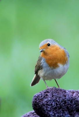 Links was een lelijke paal, daarom gekozen voor deze smalle uitsnede. Is wel aardig gelukt vind ik.  Omdat de vogel schuin naar beneden kijkt ligt de kijkrichting ongeveer op de diagonaal van rechtsboven naar linksonder.