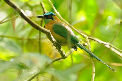 <i class='fa fa-user'></i>&nbsp;Rick Robaard&nbsp;|   Lessons Motmot&nbsp; <i class='fa fa-eye'>&nbsp;277</i> &nbsp; <i class='fa fa-comment-o'>&nbsp;8</i>