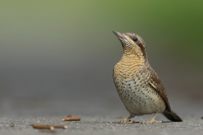 Draaihals, deze zomer. Vogeltje kwam erg dichtbij.Hier vind ik de eigenwijze houding wel leuk.