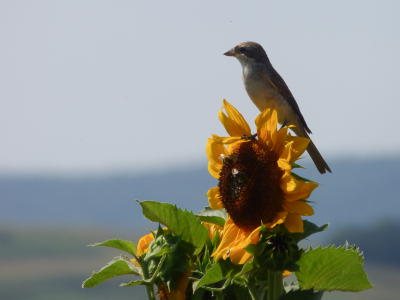 Grauwe klauwieren genoeg gezien in Roemeni, in Nederland nog niet gezien. De grauwe klauwieren foerageerden veel op de ook veel aanwezige zonnebloemen.