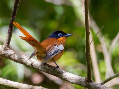 <i class='fa fa-user'></i>&nbsp;Paul van Giersbergen&nbsp;|   Madagaskarparadijsmonarch&nbsp; <i class='fa fa-eye'>&nbsp;334</i> &nbsp;<i class='fa fa-thumbs-up'>&nbsp;2</i> &nbsp; <i class='fa fa-comment-o'>&nbsp;6</i>