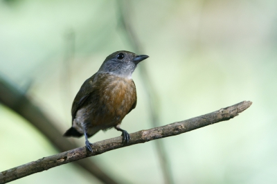<i class='fa fa-user'></i>&nbsp;Kees de Jager&nbsp;|   Oranjekruinmanakin&nbsp; <i class='fa fa-eye'>&nbsp;215</i> &nbsp; <i class='fa fa-comment-o'>&nbsp;3</i>