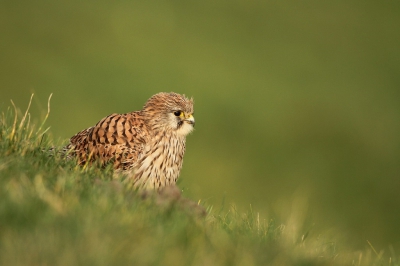 dit valkje was blijkbaar jaloers op de uilen en joeg deze weg en landde zelf regelmatig op enkele meters afstand van de groep fotografen. Had blijkbaar een bad genomen, want was op gegeven moment flink nat en op deze foto nog steeds niet helemaal opgedroogd. Zon brak even goed door dus scheen er mooi op.