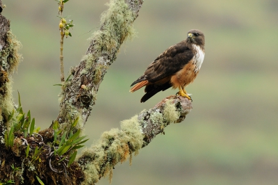 <i class='fa fa-user'></i>&nbsp;Rick Robaard&nbsp;|   Roodstaartbuizerd&nbsp; <i class='fa fa-eye'>&nbsp;390</i> &nbsp;<i class='fa fa-thumbs-up'>&nbsp;2</i> &nbsp; <i class='fa fa-comment-o'>&nbsp;10</i>