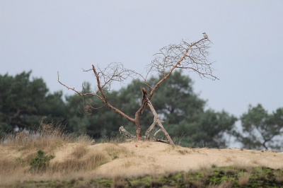 Ik zag in de verte een klapekster vliegen. Via heuveltjes kon ik redelijk dicht bij de klapekster komen en kon ik deze foto maken. Op deze foto zie je hem mooi in zijn omgeving.