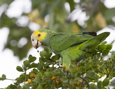 is papegaai die allen op Bonaire en Venezuela voorkomt.
foto s'morgens vroeg gemaakt vanwege lichtomstandigheden.
is inmiddels beschermde vogel op Bonaire.