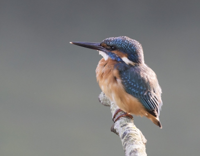 gefotografeerd in de AWD. na anderhalf uur wachten achter takkenbos , kwam hij  slechts een minuut  langs maar wel mooi dichtbij. Geduld toch beloond. Matige lichtomstandigheden.