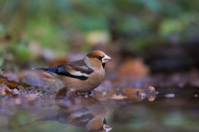 Deze kwam heel voorzichtig naar het waterplasje toe om te badderen