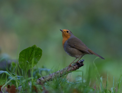 Na een poosje wachten kwam deze roodborst kwam wel heel dicht bij.