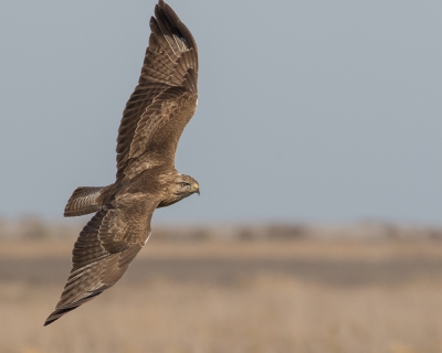 Onderweg zaten op diverse plaatsen buizerd langs de kant op een paaltje, de meeste keren waren we dan net te laat, of de buizerd net iets te snel, hier had ik een moment.