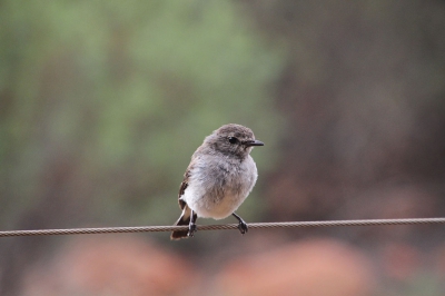 bij 35 graden even uitrustend van een wandeling door Kings Canyon kwam deze Jacky Winter even op de draad, twee meter van ons vandaan, polshoogte nemen. Een prachtige kans!