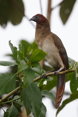 <i class='fa fa-user'></i>&nbsp;Kees de Jager&nbsp;|   Roodkopchachalaca&nbsp; <i class='fa fa-eye'>&nbsp;263</i> &nbsp; <i class='fa fa-comment-o'>&nbsp;4</i>