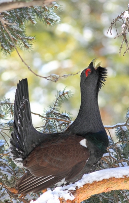 <i class='fa fa-user'></i>&nbsp;Danbirder&nbsp;|   Auerhoen&nbsp; <i class='fa fa-eye'>&nbsp;526</i> &nbsp;<i class='fa fa-thumbs-up'>&nbsp;4</i> &nbsp; <i class='fa fa-comment-o'>&nbsp;8</i>