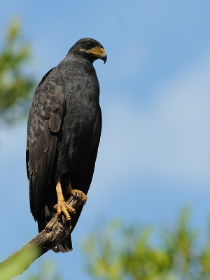 <i class='fa fa-user'></i>&nbsp;Rick Robaard&nbsp;|   Zwarte Buizerd&nbsp; <i class='fa fa-eye'>&nbsp;327</i> &nbsp; <i class='fa fa-comment-o'>&nbsp;2</i>