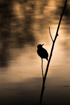 In de vroege ochtend heb ik dit silhouet van de ijsvogel kunnen schieten.